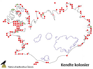 Søpapegøjer i Island - de kendte kolonier
